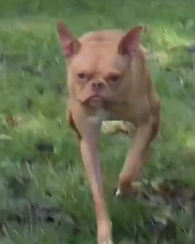 Рождённые короткими