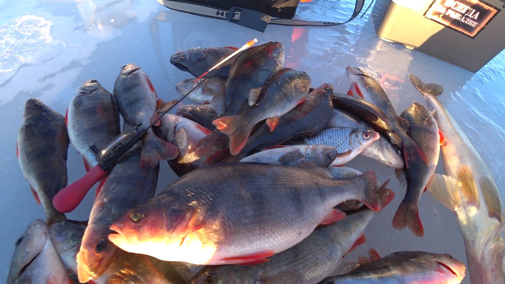 ВСЕ УШЛИ, А МЫ ОСТАЛИСЬ! ПОКЛЕВКИ В НЕБО НА ОКУНЕВОМ ПЯТНЕ! РЫБАЛКА НА БЕЗМОТЫЛКУ, ПОСЛЕДНИЙ ЛЕД смотреть онлайн