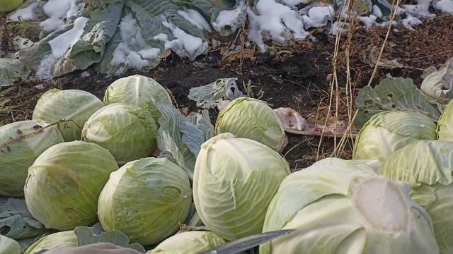 капуста лагрима от рийк цваан смотреть онлайн