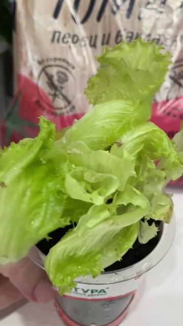 Не выкидывайте! Можно собрать ещё один урожай. смотреть онлайн