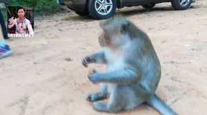Funny monkey videos, Amazing funny monkey in Angkor Thom - Bayon temple
