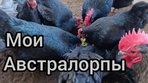Куры породы Черный австралорп.