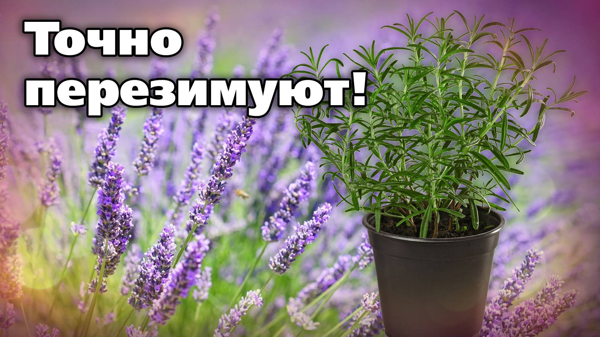 Розмарин и лаванда. Зимовка на Урале. Стопроцентная зимовка смотреть онлайн