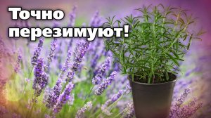 Розмарин и лаванда. Зимовка на Урале. Стопроцентная зимовка