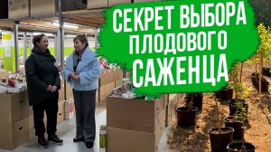 Как выбрать плодовый саженец - самая ПОЛНАЯ инструкция.