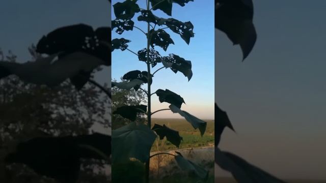 Павловния Жудаям Яхши Натижаси 👍тел +99890-810-18-70 смотреть онлайн