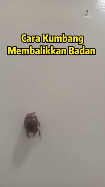 Beginilah Cara Kumbang Membalikan Badannya смотреть онлайн