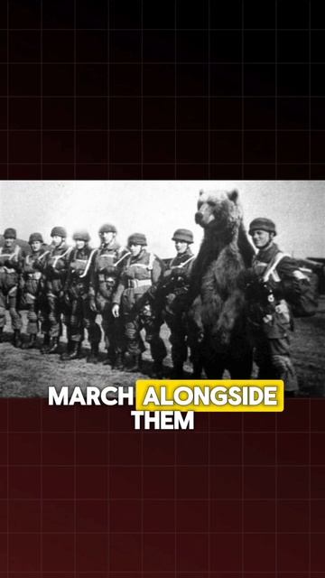 🐻 The brown bear who faught in WW2. #shortsfeed #shorts #short #viral смотреть онлайн