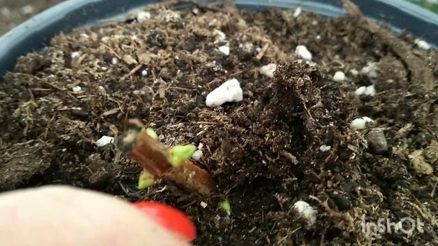 Туи и гортензии. Зимовка на балконе. смотреть онлайн