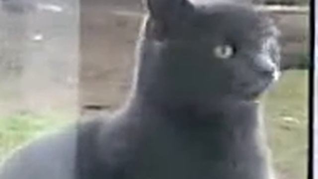 кот за окном смотреть онлайн
