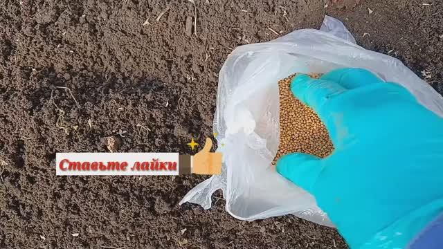 2005.   Сегодня готовим гряды в теплице к посеву.25-03-2025