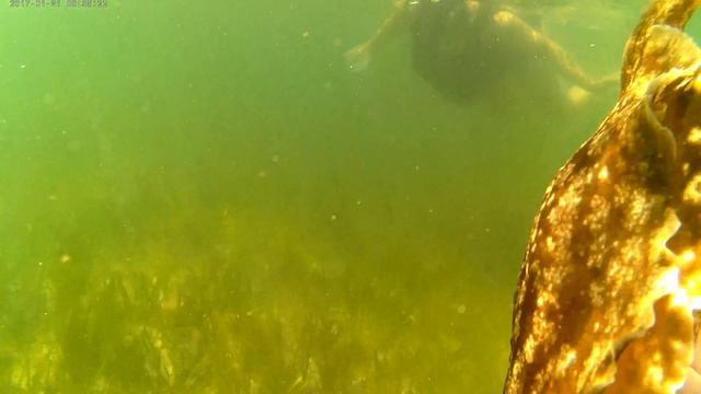 HUGE SEA SLUG смотреть онлайн