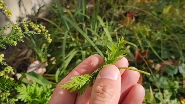 Plant Profile: Artemisia Annua (Sweet Wormwood)