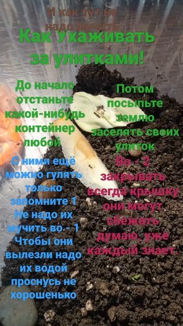 как ухаживать за улитками и и как их не мучить смотреть онлайн