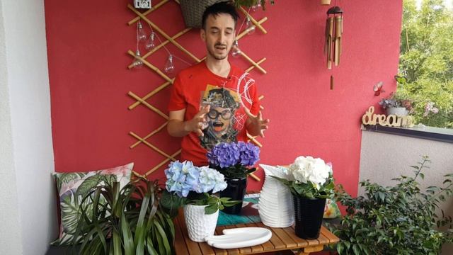 Cum ingrijim si tundem Hortensia in ghiveci смотреть онлайн