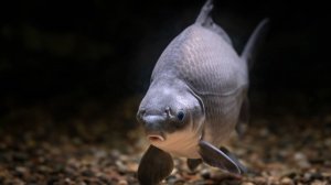 РР4: Ахтуба — Карп, Буффало! Русская Рыбалка 4 (79 серия)