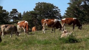 Животные. Живая природа.