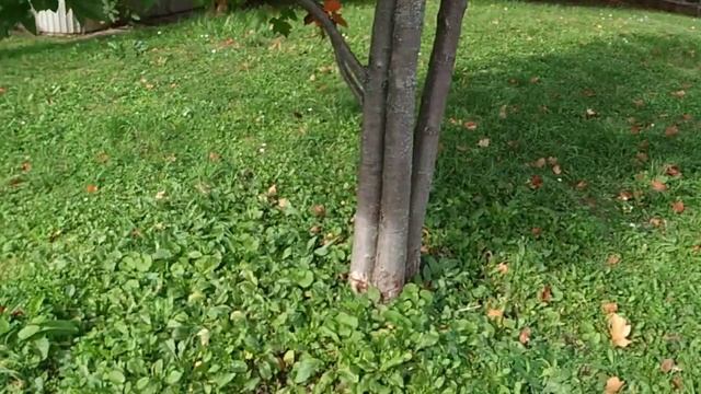 Tasty Checker Tree fruit (Sorbus torminalis) смотреть онлайн