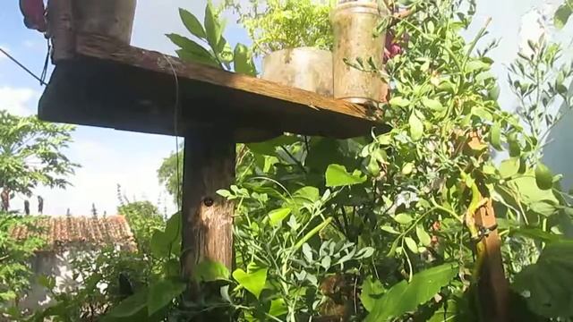 Ninho de Mamangava carpinteira (Xylocopa Spp ) смотреть онлайн