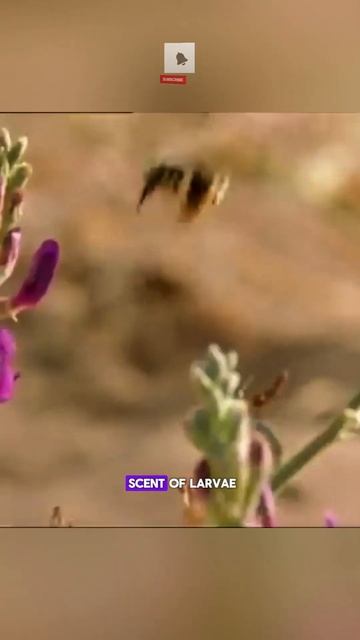 Spanish Fly Treatments: A Start in Life 👀 #insects #nature #wildlife смотреть онлайн
