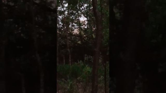 bulbul ovi булбул охота Амирбек кыргызстан смотреть онлайн