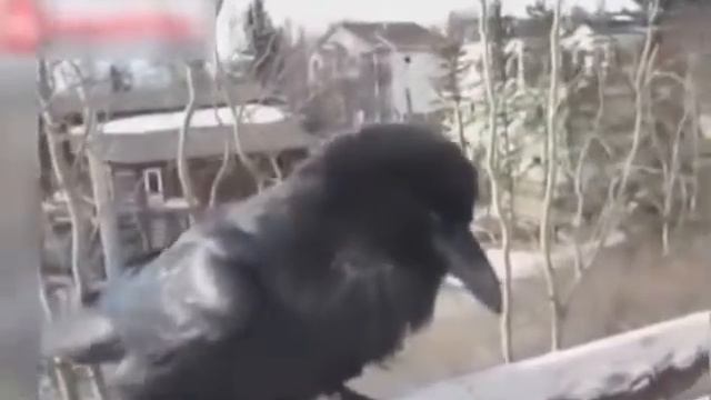 Видео Подборка Приколов с Животными 42 Кошки,Собаки Смешные Животные 2014 смотреть онлайн