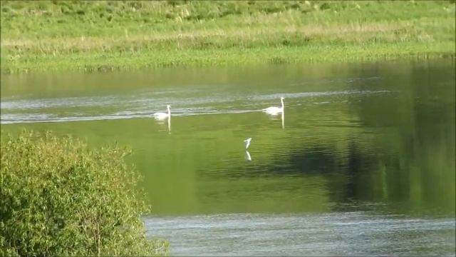 Лебеди на Волхове смотреть онлайн