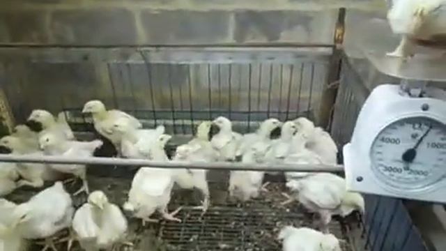 Выращивание бройлеров в домашних условиях 3 смотреть онлайн