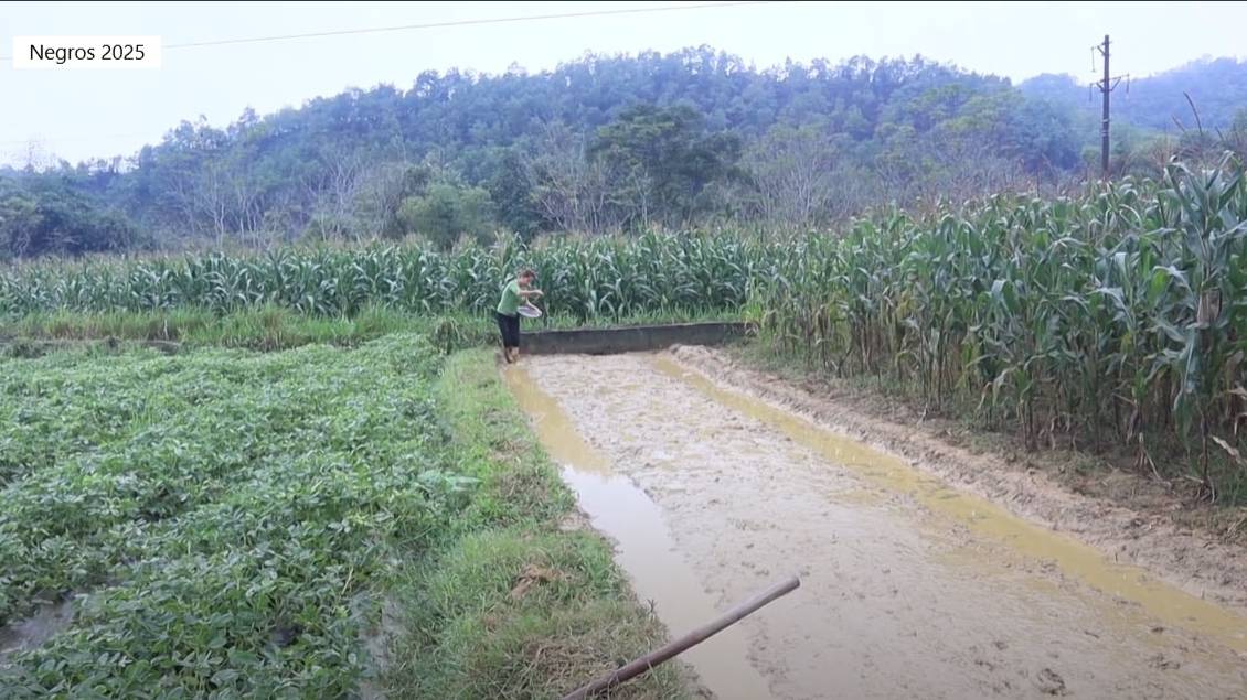 София 1. София садит рис и убирается в старом свинарнике. смотреть онлайн