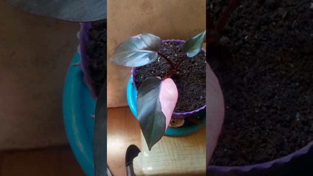 My First Philodendron Pink Princess