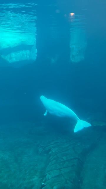 #seaworld #beluga #babybeluga #arctic #whales смотреть онлайн