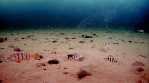 Ловля живца.