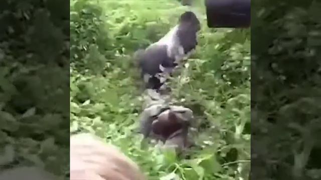 Обосрался смотреть онлайн