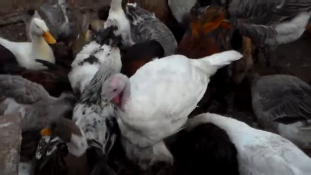 У нас ЧП, Руслан получил ожог(((