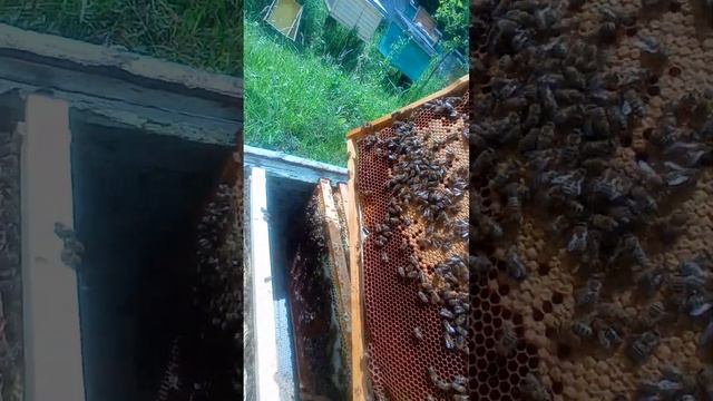 20 Червня огляд сімей на рамку дадан в різних видах вуликів. ПЕревірка на наявність кормів . смотреть онлайн