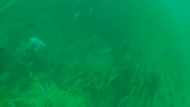 FUJAIRAH DIVING AL BOOM DIVING смотреть онлайн