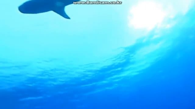 My Video 3glasses d2 the ocean floor смотреть онлайн