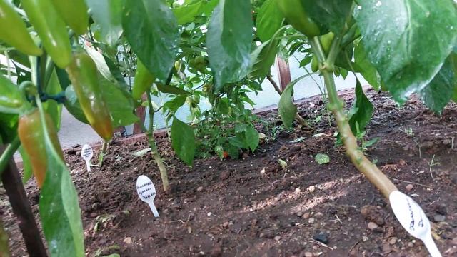 Чил в теплице выращиваю огонь пятница 13 смотреть онлайн