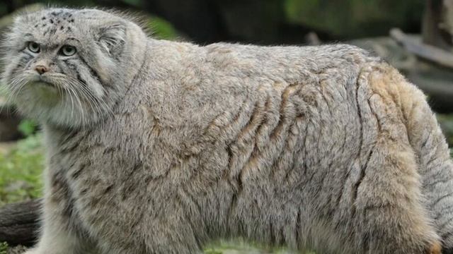 4 факта о манулах смотреть онлайн