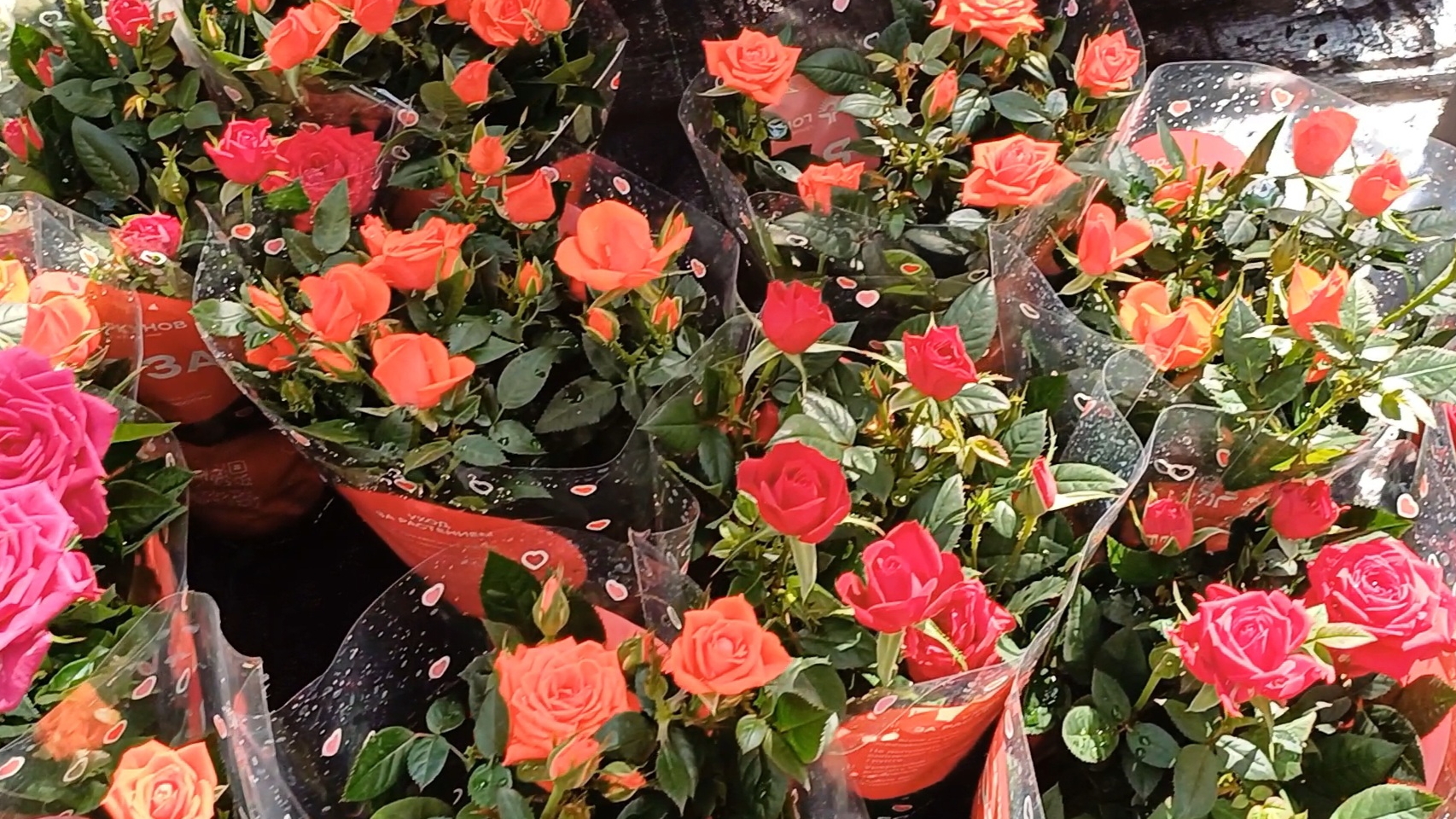 Обзор цветочного отдела магазина ОБИ г.Саратова☘️🌿🍀 Март'25☀️🌹🌹🌹 смотреть онлайн