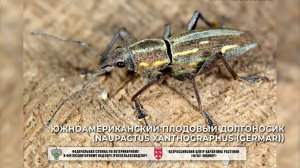Южноамериканский плодовый долгоносик (Naupactus xanthographus (Germar))