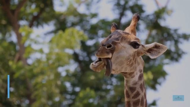 Giraffe - Meet Your World - Learn about Giraffes смотреть онлайн