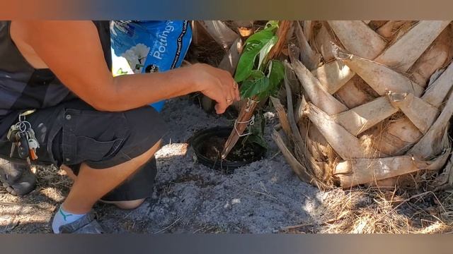 Variegated Epipremnum pinnatum, propegate, repot and update смотреть онлайн