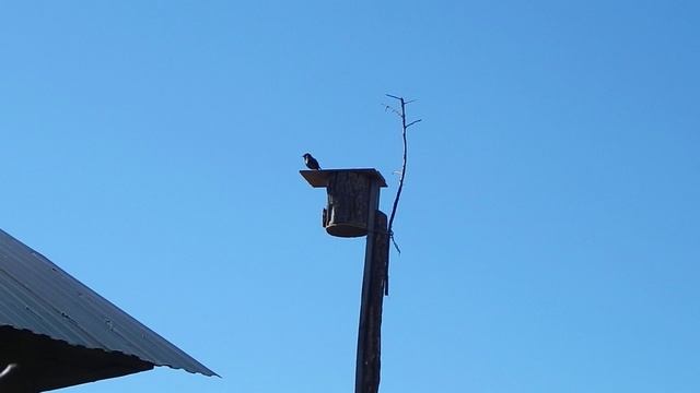 Скворцы вернулись смотреть онлайн