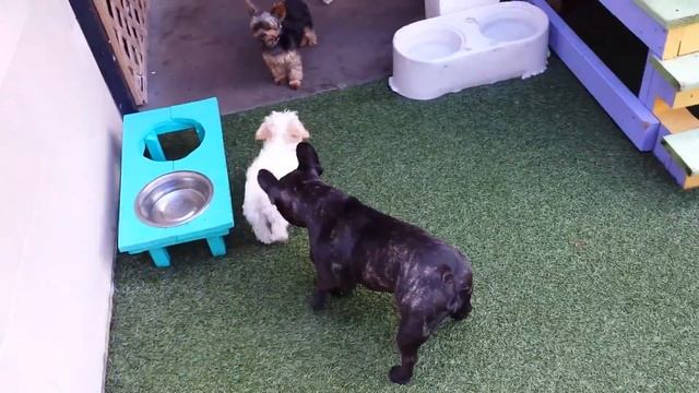 Sadie Belle, Kaluah and BB смотреть онлайн