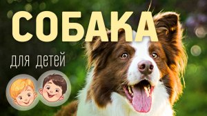 Собака. Видео про животных для детей 3+