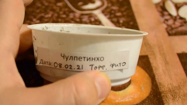 Чулпентинхо на 15 день смотреть онлайн