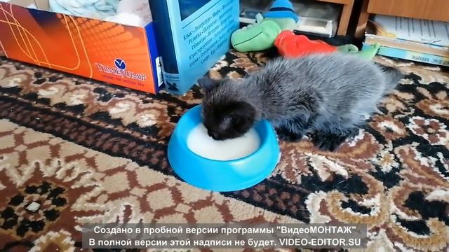 Сэму месяц. Живет у нас второй день смотреть онлайн