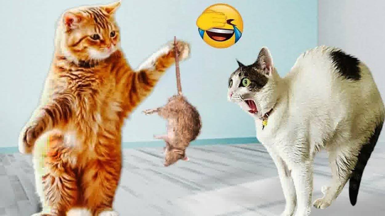 СМЕШНОЕ ВИДЕО ❤️ Смешные видео про животных😸Приколы с животными 😸Наши любимые смешные животные смотреть онлайн