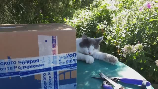 РОЗЫ из питомника ЭЛИТ. Распаковка посылки. Осень #розы #ЭЛИТ #осень #посылка #заказвпитомникероз смотреть онлайн